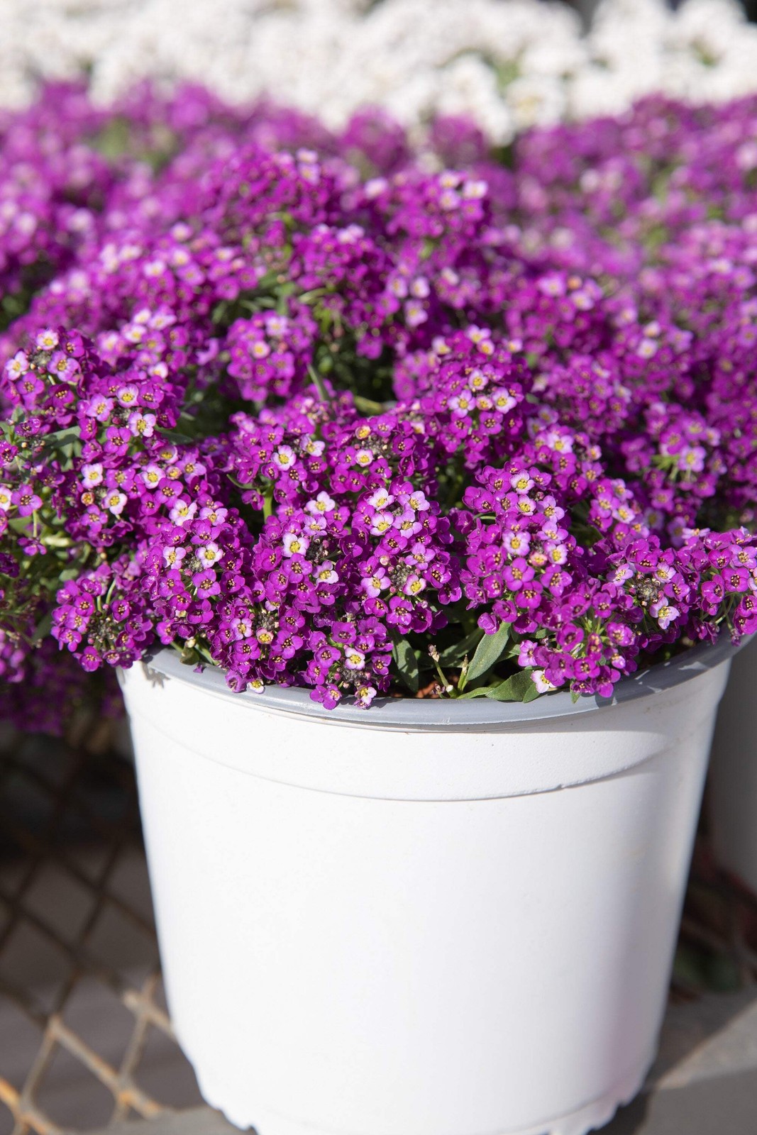 500 Sweet ALYSSUM ROYAL CARPET Lobularia Maritima Flower Seeds