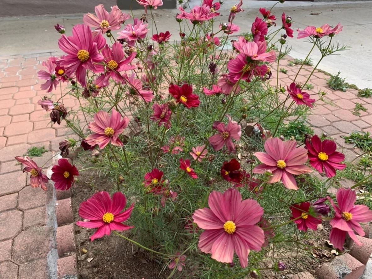 50+Seeds| Rubenza’ Cosmos Seeds Seeds #L010