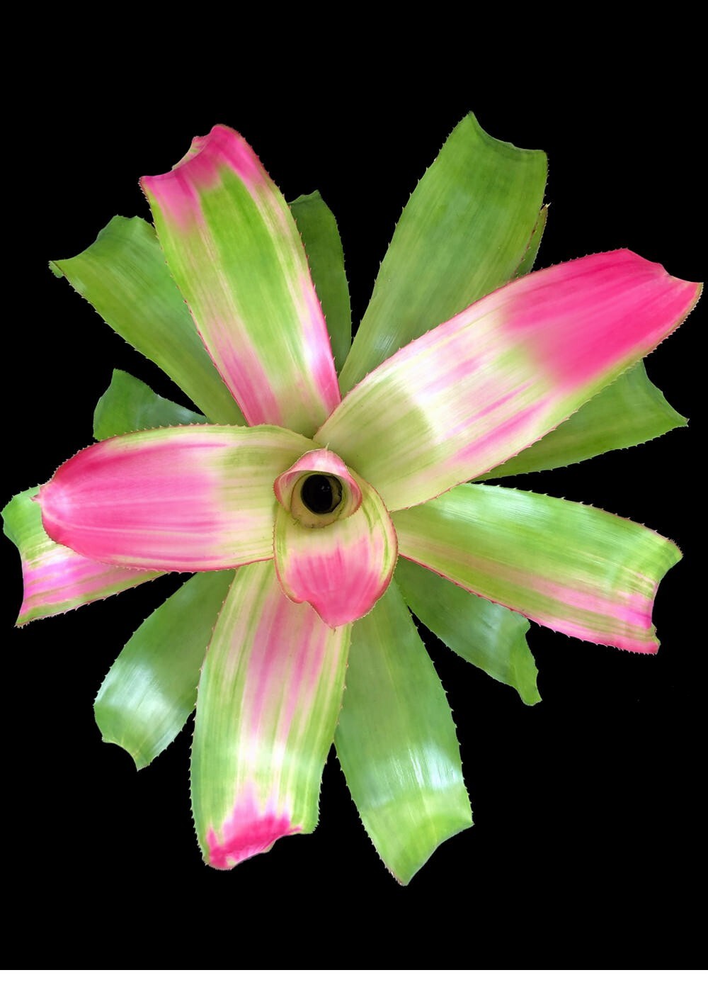 Neoregelia Sexy Pink 6″ pot