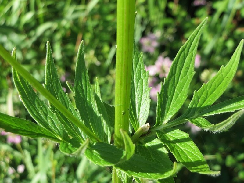 Valeriana officinalis 100 Seeds – Valerian