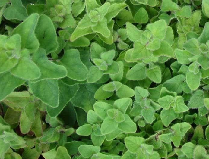 Oregano Seeds – Greek – 100.mg