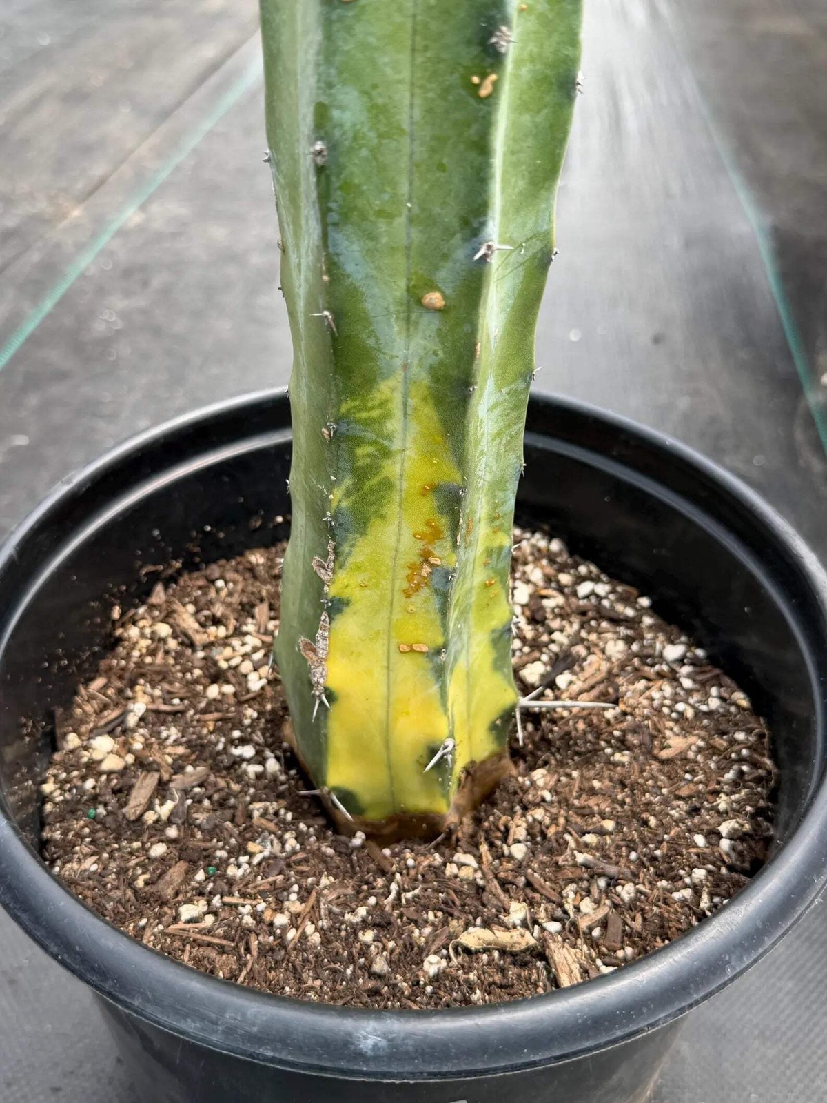 Variegated Blue Pilosocereus Pachycladus | Rare Blue Live Cactus Plant #181