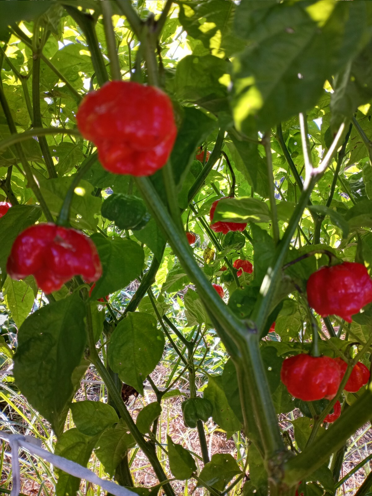 15 TRINIDAD MORUGA SCORPION CHILI PEPPER SEED -2022 FREE SHIPPING