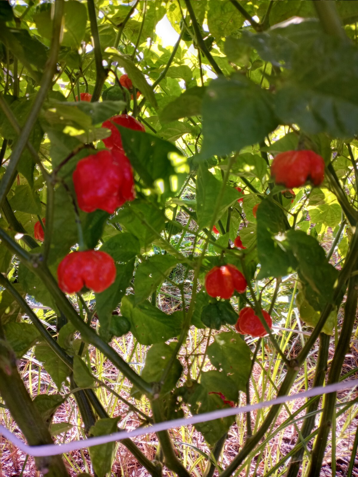 15 TRINIDAD MORUGA SCORPION CHILI PEPPER SEED -2022 FREE SHIPPING