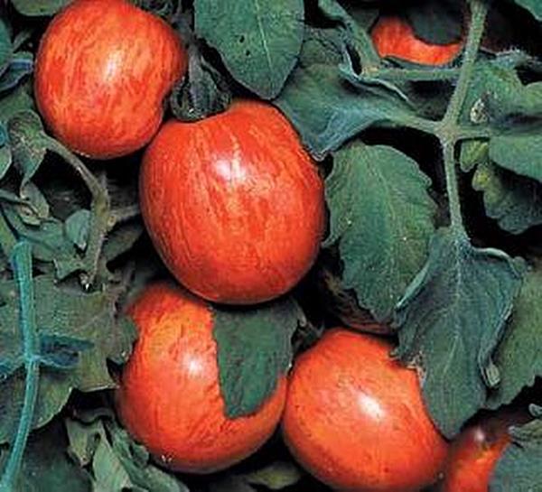 Elberta Peach Tomato Seed