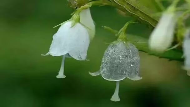 Skeleton Flower Seeds ~ Crystal ~ Gray’s Double-Leaf ~ Flowering ~ Rare