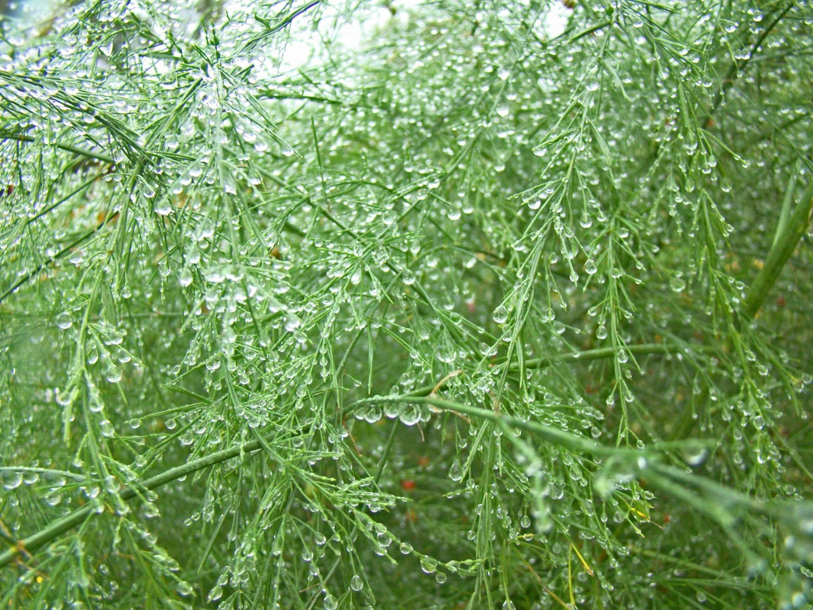 10 Seeds Setaceus Asparagus-Feather Ornamental Tropical Overstock