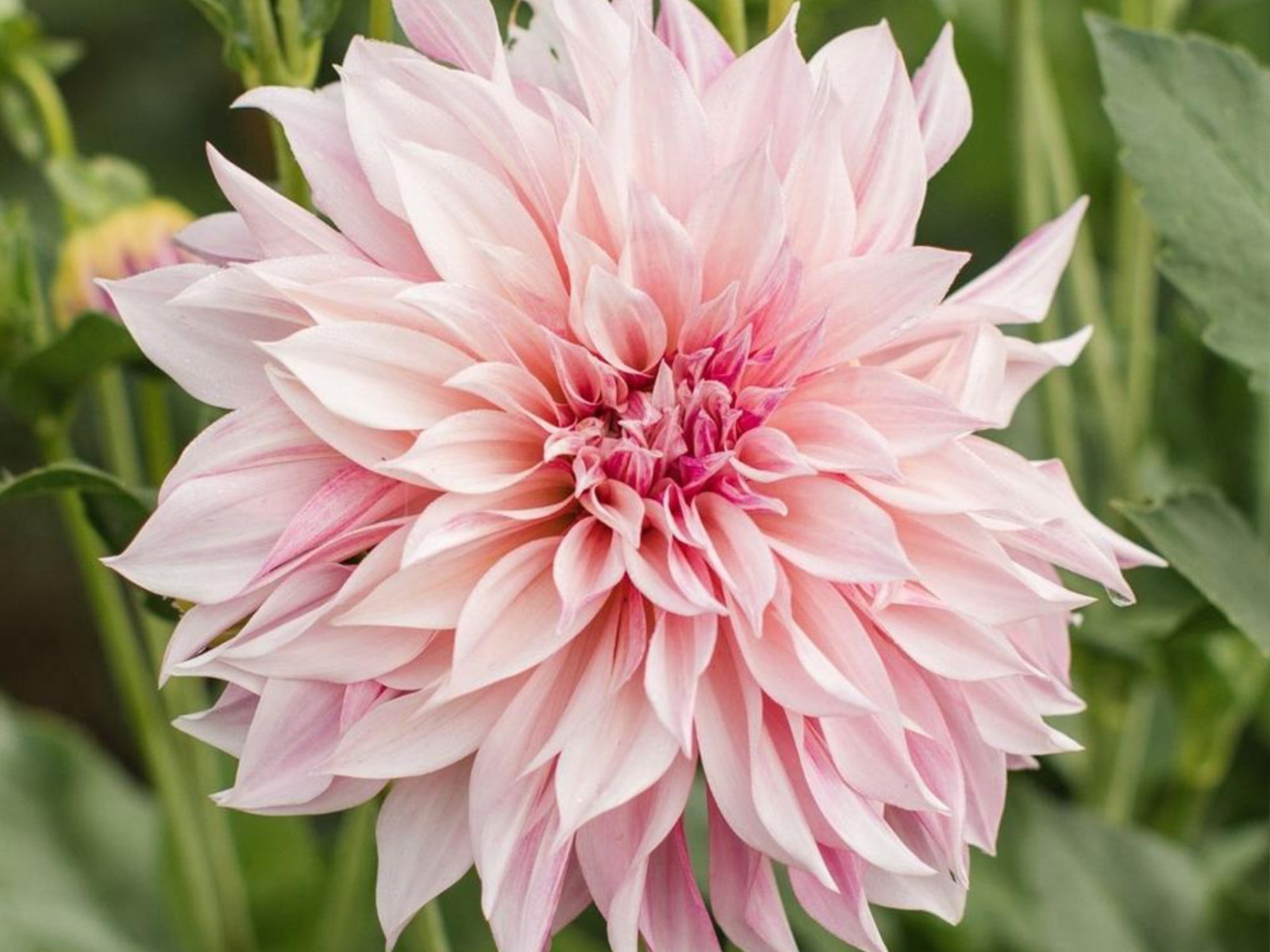 40+ Seeds| Café Au Lait Dahlia Perennial Seeds #D026