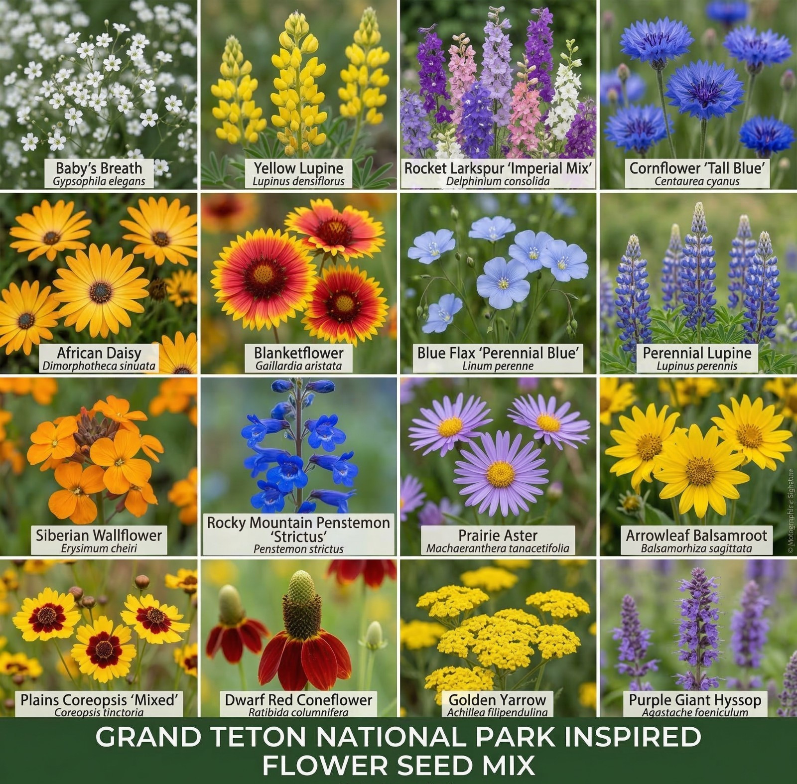 Wildflower Mix GRAND TETON National Park Inspired Meadow Garden Pollinator 500 S