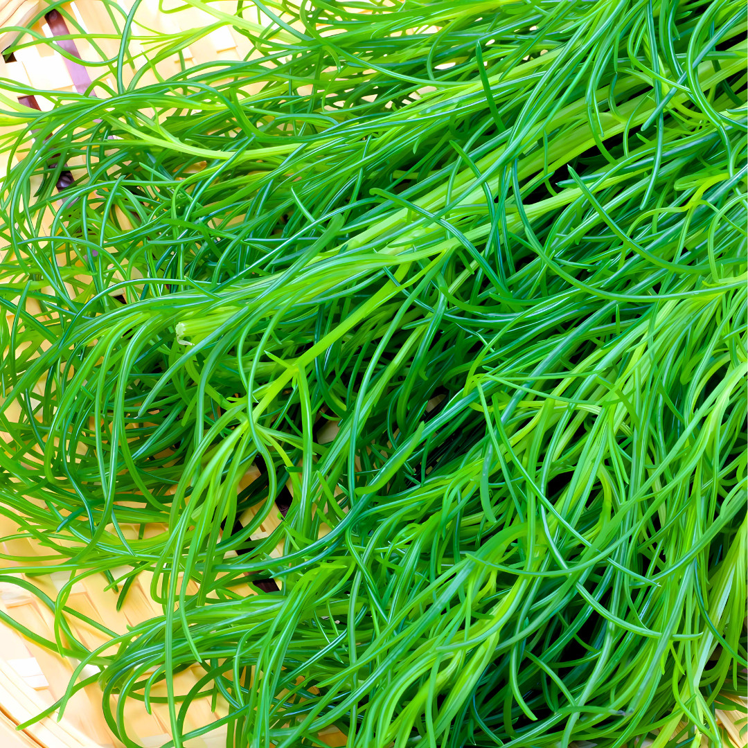 Fresh Oka Hijiki Seaweed Mustard Seeds | Heirloom Non-GMO | Asian Vegetable
