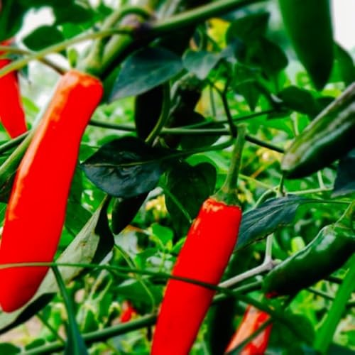 100 Serrano Hot Pepper Seeds for Planting Non GMO Heirloom Seeds Fresh Garden