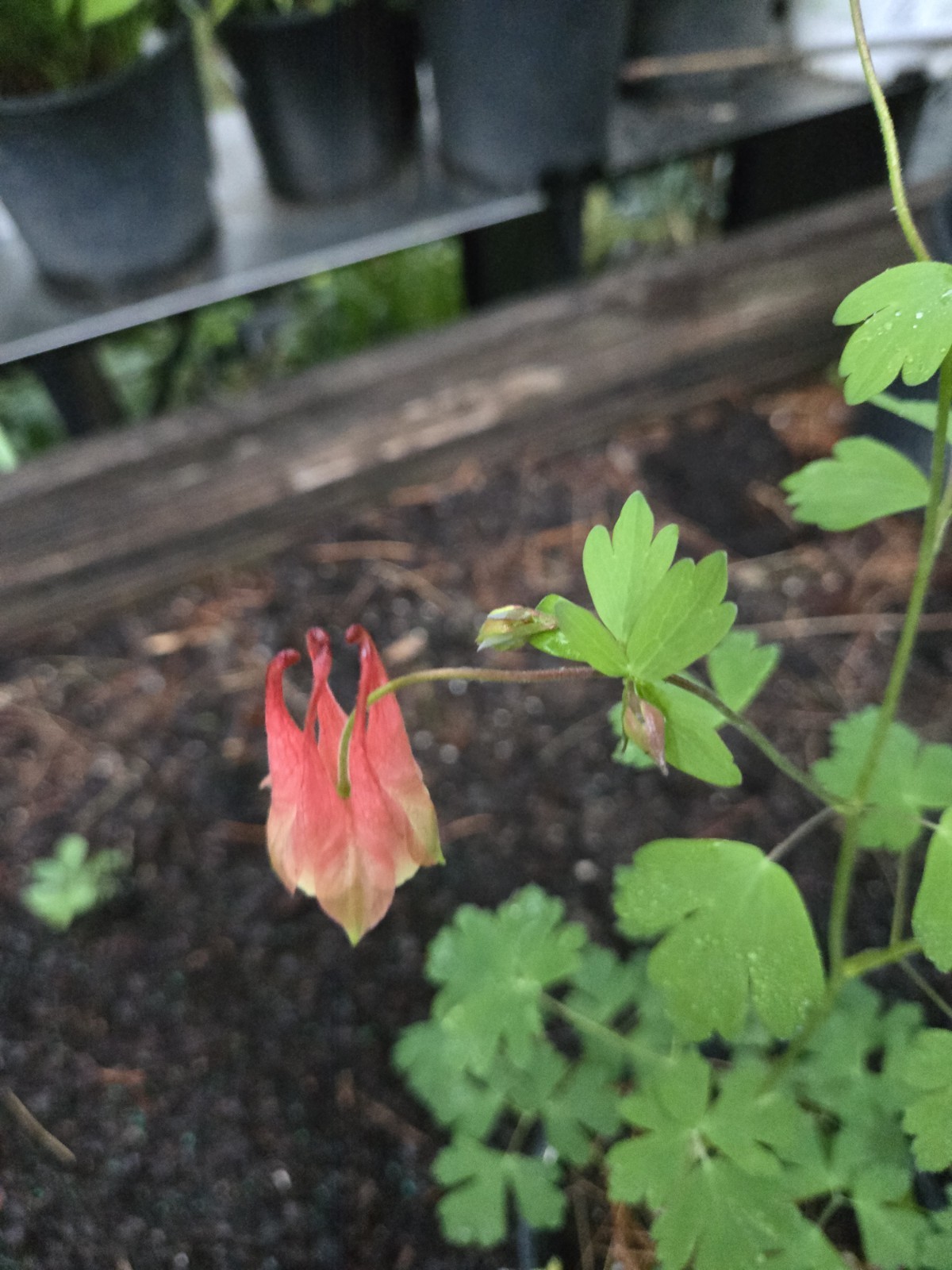 Canadian Columbine Live Plant Wildflower Bare Root Aquilegia Canadensis Flower