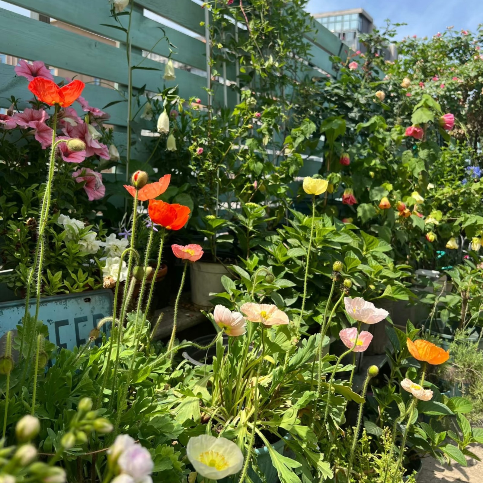 1000 Iceland Poppy Seeds Mixed Colors – Papaver nudicaule for Pots & Gardens