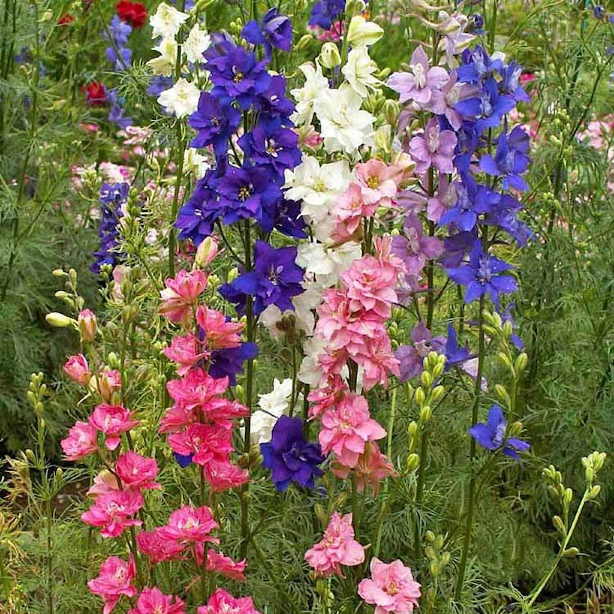 1/4 Lb Imperial Mixed Rocket Larkspur Wildflower Seeds – Everwilde Farms Mylar