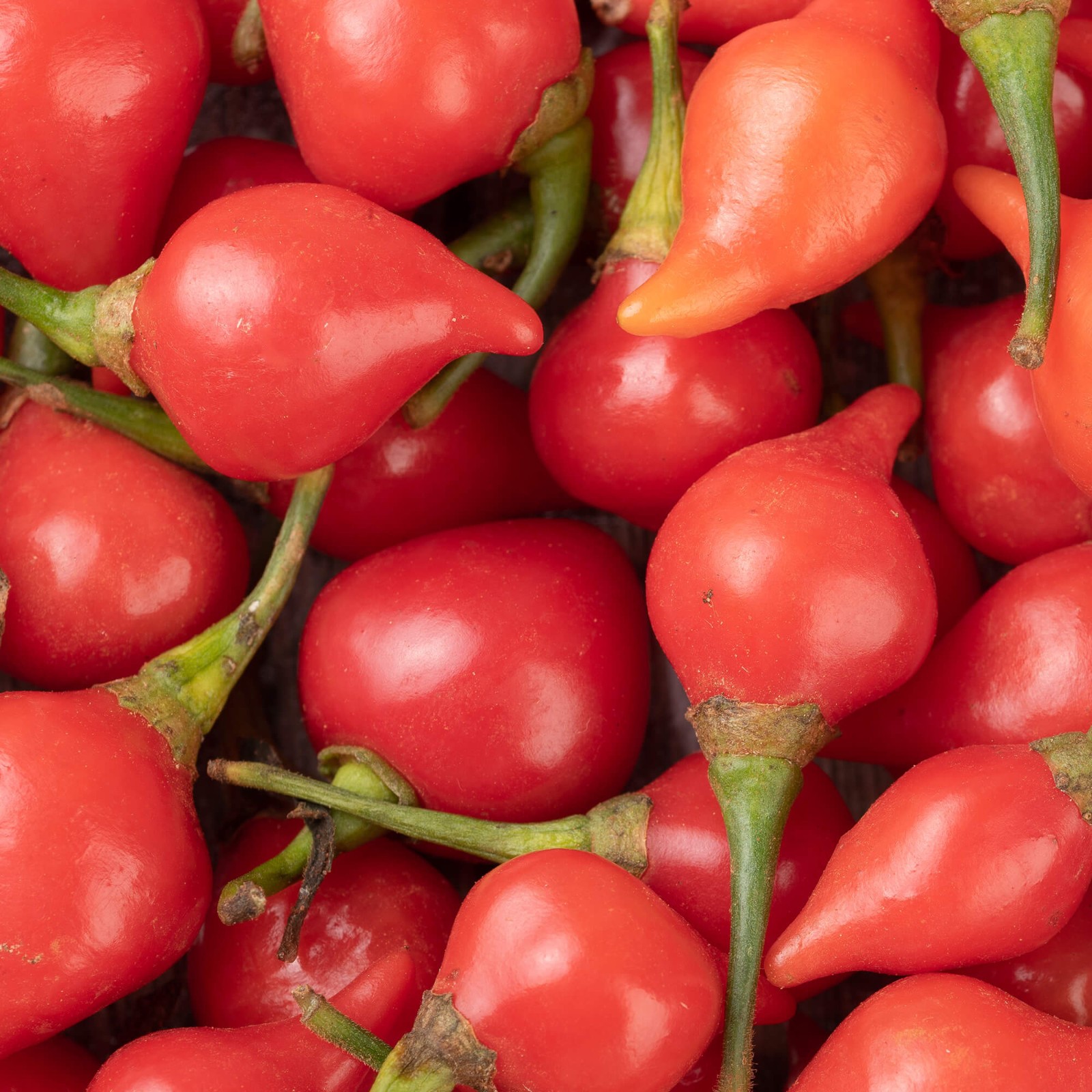 Red Biquinho Pepper Seeds | Brazilian Heirloom | Little Beak | Free Ship | 1283
