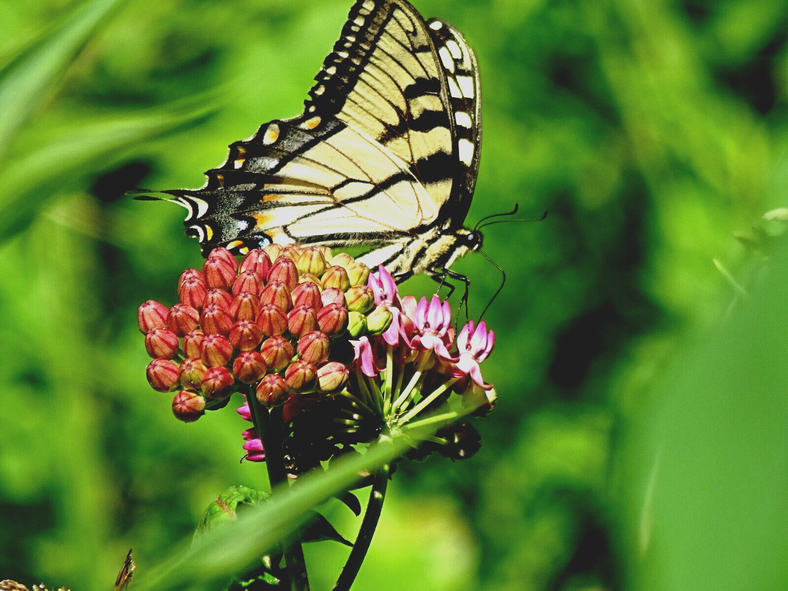 Purple Milkweed Aasclepias purpurascens Native Perennial 15 seeds 2023 Organic