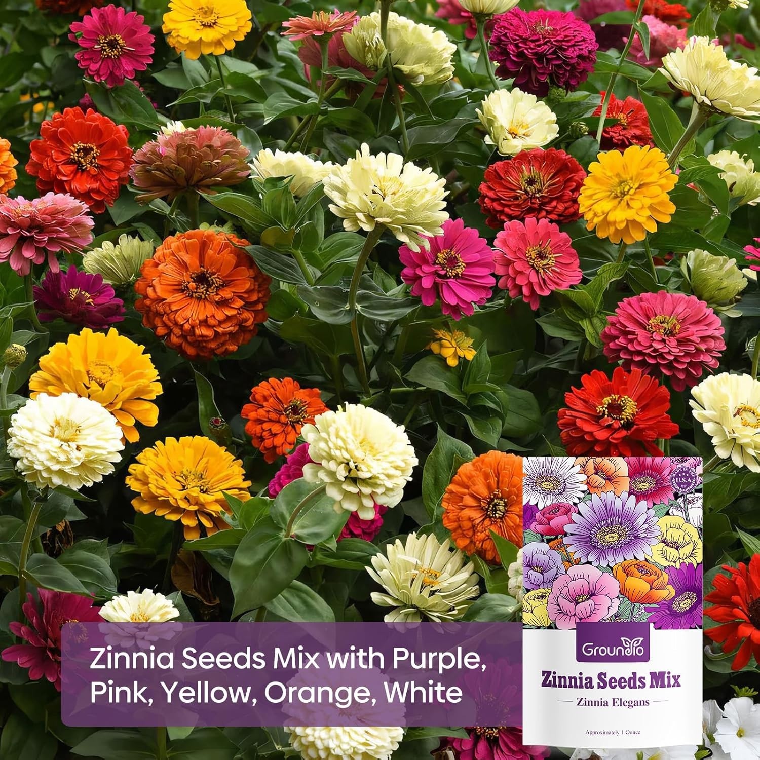 Seasonal Zinnia Seeds Mix – 1 Oz of 5 Colorful Varieties for Blooming Beauty
