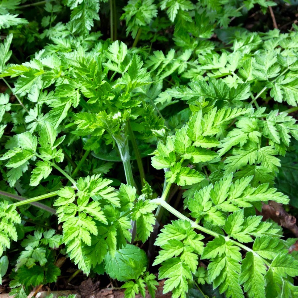 Chervil Seeds | French Parsley Cicely Gourmet Herb Seed For 2024 Fast Shipping