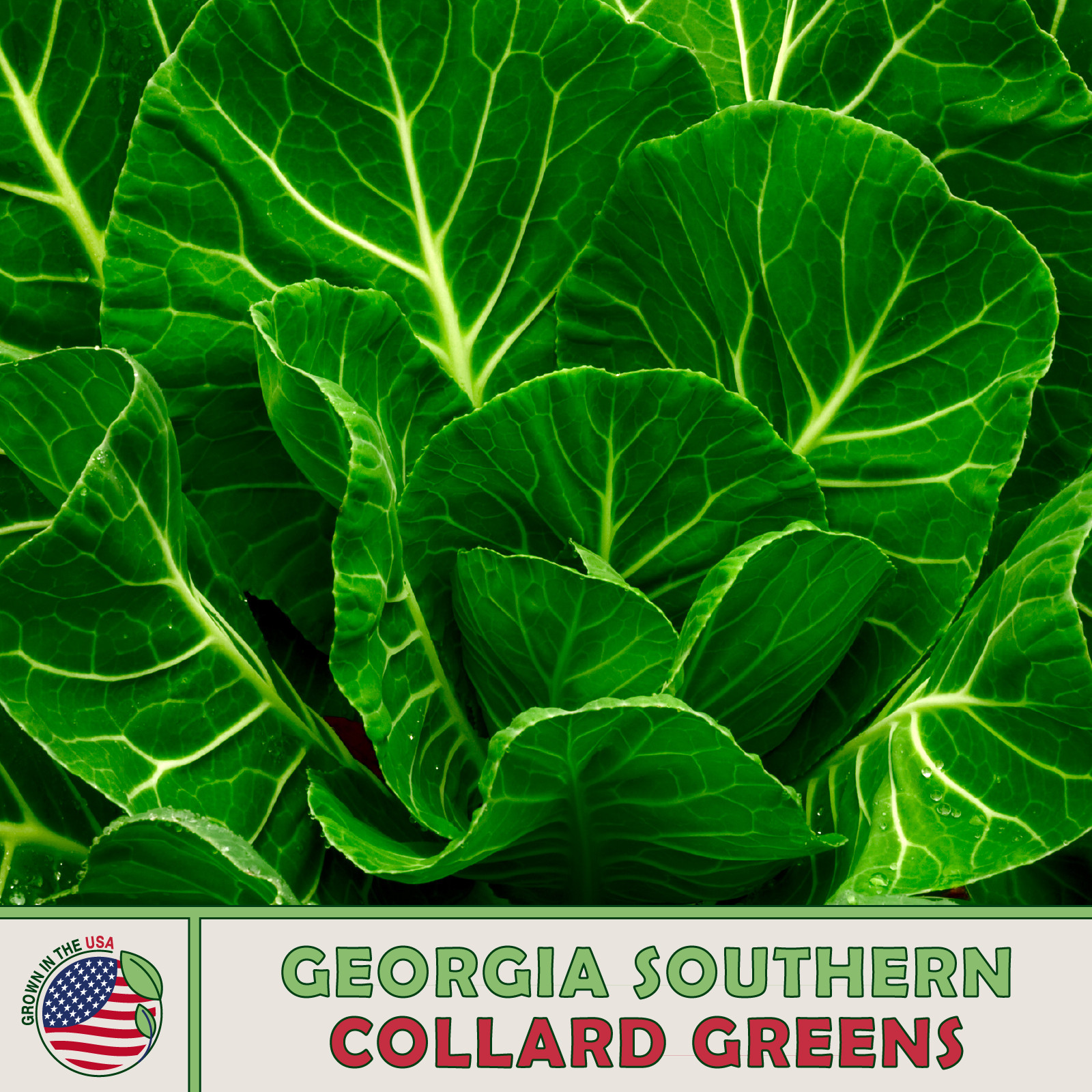 50 Georgia Southern Collard Seeds, Heirloom, Non-GMO, Genuine USA 羽衣甘蓝 大白菜