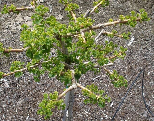 Ginkgo biloba ‘Troll’ Dwarf Ginkgo Grafted tree, 8-12”