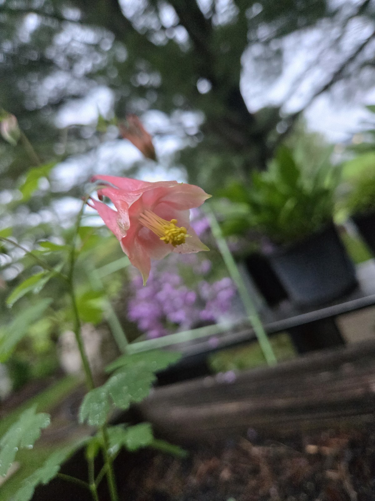 Canadian Columbine Live Plant Wildflower Bare Root Aquilegia Canadensis Flower