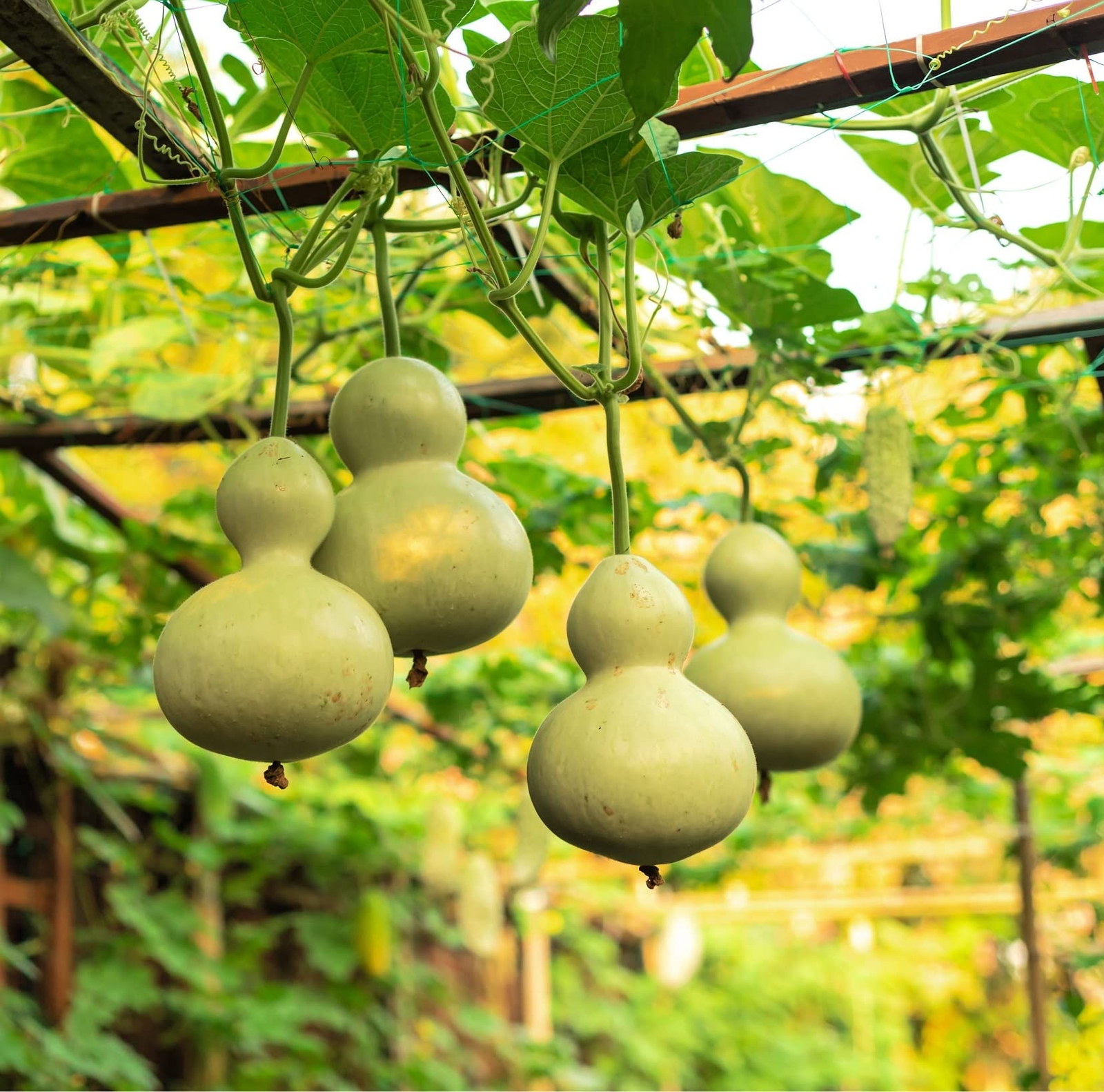 Birdhouse Gourd Seeds (10 Seeds) – Bottle Gourd – Easy to Grow