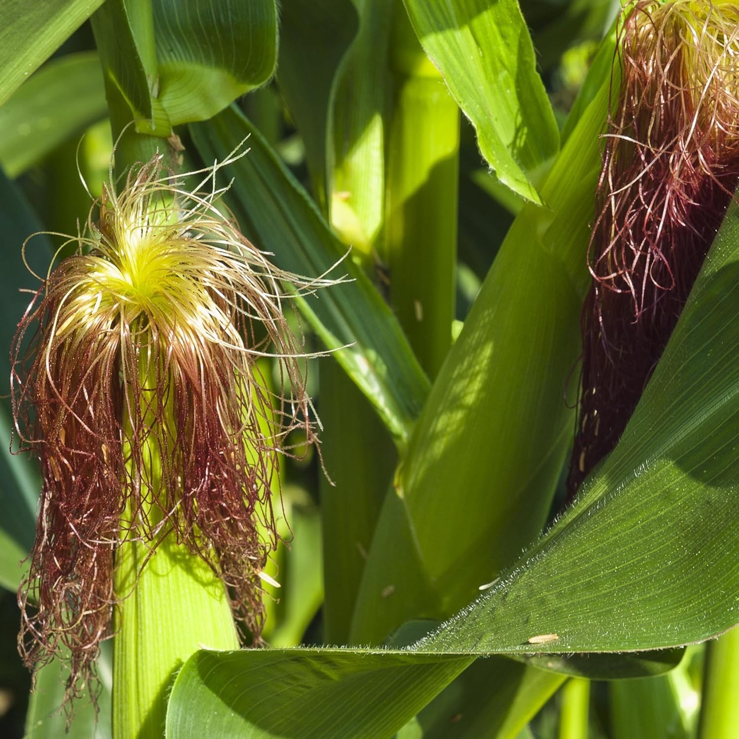 Grow Sweet Corn: 75 Non-GMO Heirloom Golden Bantam Seeds for Spring Planting