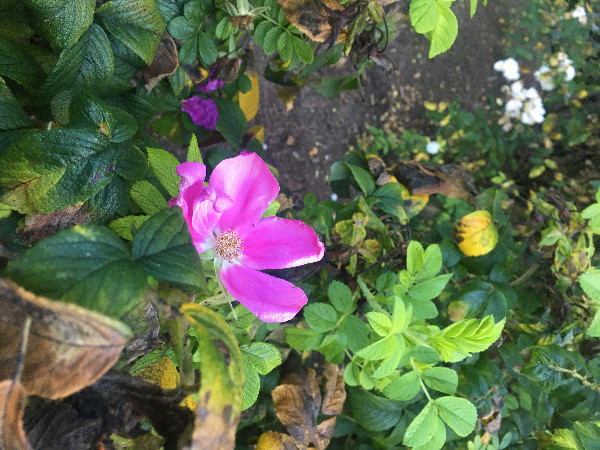 Rosa rugosa var. rubra | Beach or Japanese Rose | Letchberry | 10 Seeds