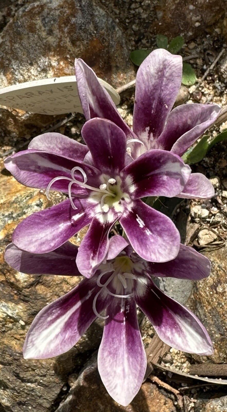 SPARAXIS Grandiflora ssp. Violacea RARE 8 fresh 2024 seeds Winter/spring Flowers