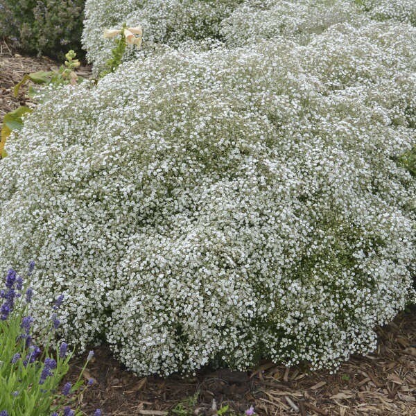 1000 Baby’s Breath Seeds Gypsophila Covent Garden White Flower Non-GMO Heirloom