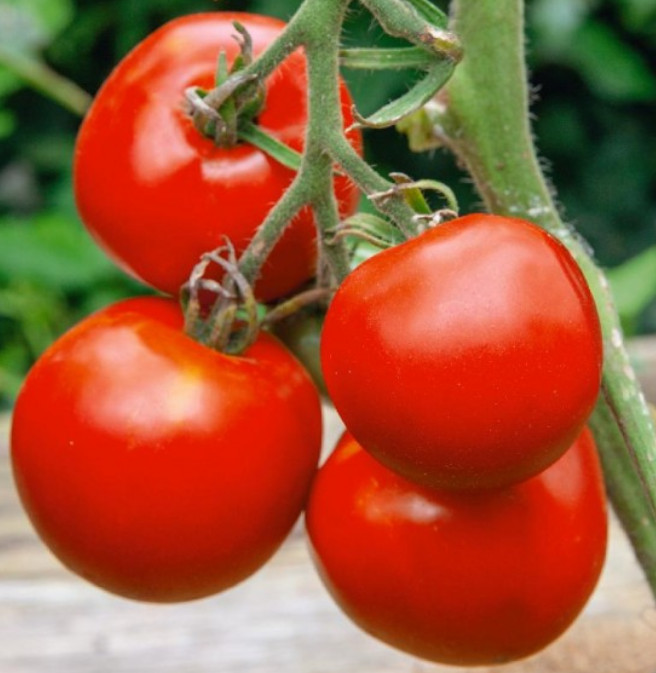 Tomato MANITOBA Slicing Determinate Heirloom Container Plant Non-GMO 50 Seeds!