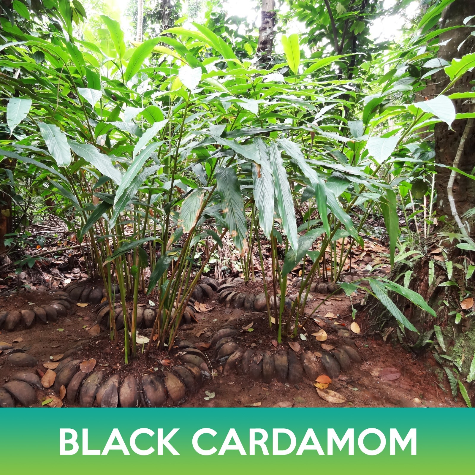 Black Cardamom Seeds, Amomum subulatum