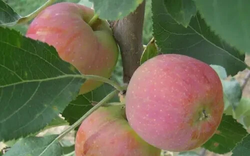 25+ Hewe’s Crab Crabapple Seeds for Garden Planting – USA – FREE SHIPPING!