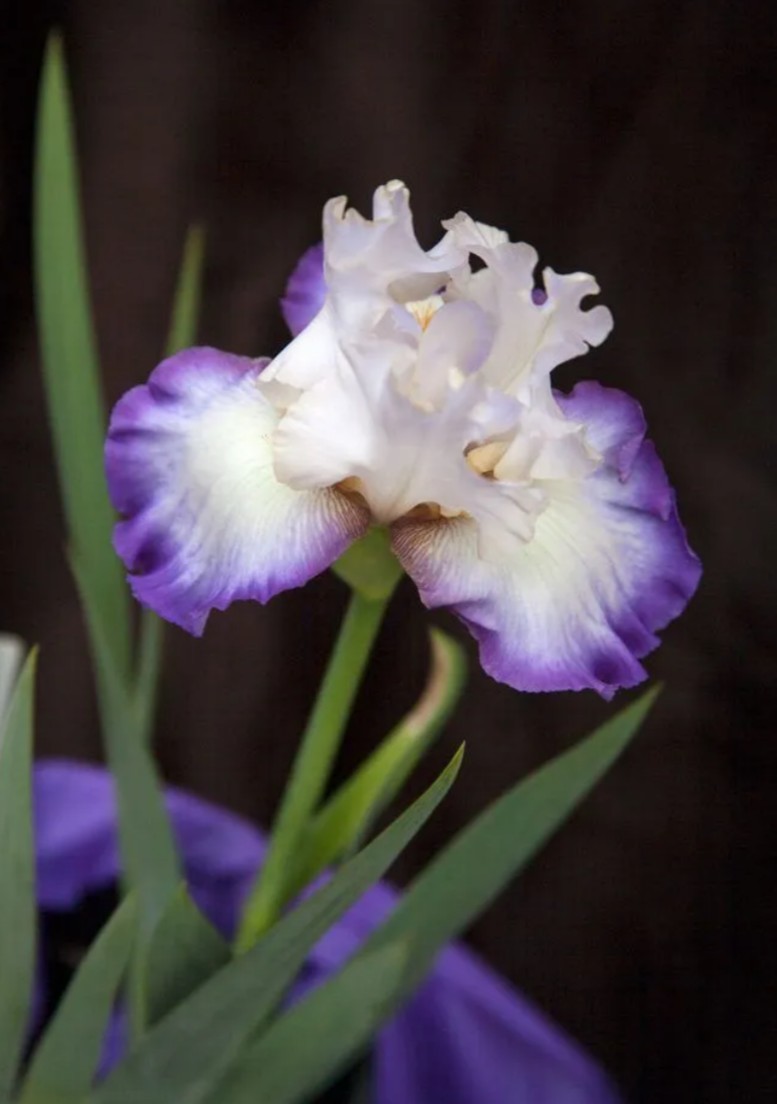 Hardy Iris Rhizomes – 5 Pack – Mixed Colors – Easy to Grow