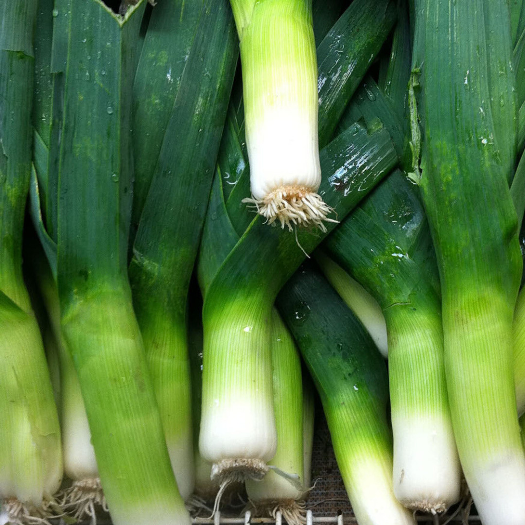 Fresh Premium American Flag Leek Seeds | Heirloom Non-GMO | Vegetable Seeds
