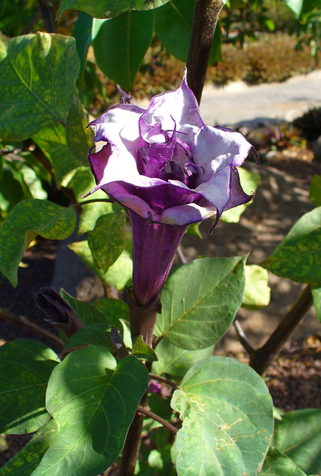 Datura metel Triple Purple DEVILS TRUMPET Seeds!