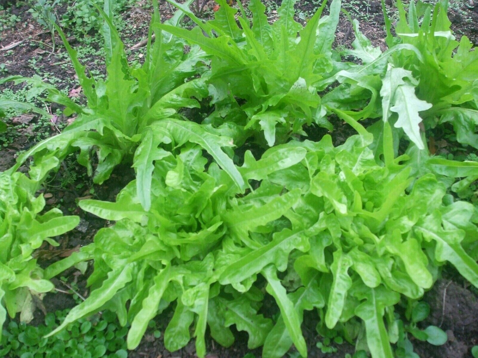300 seeds Oak Leaf Lettuce / organically grown / free S/H