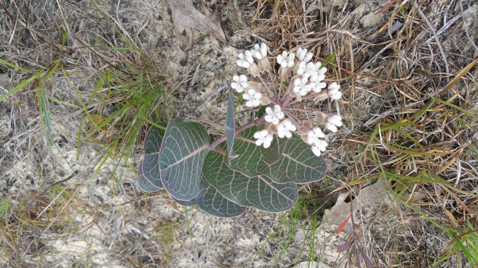 Asclepias humistrata Purple Veined Milkweed Pineland Central Florida – 50 Seeds