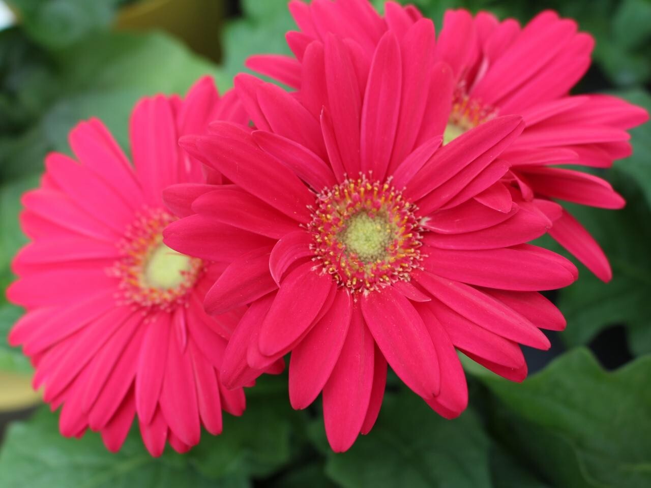 200+ Magenta Gerbera Daisy Seeds for Garden Planting – USA – FAST SHIPPING!