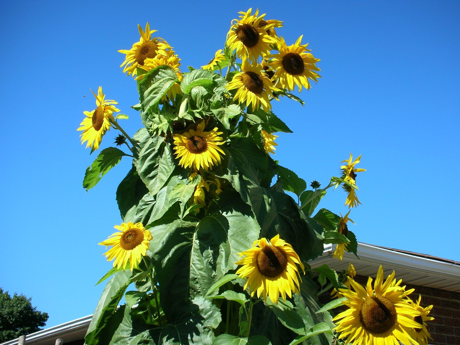 Kong Hybrid Sunflower Seeds Free Shipping!