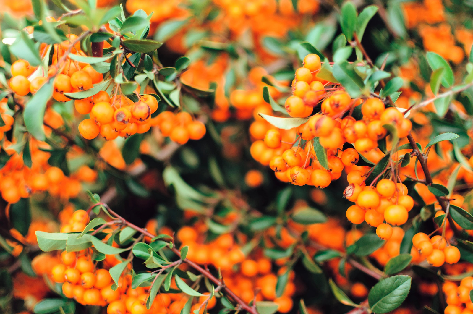 100 SEABERRY Sea Buckthorn Elaeagnus Hippophae Rhamnoides Berry Fruit Seeds