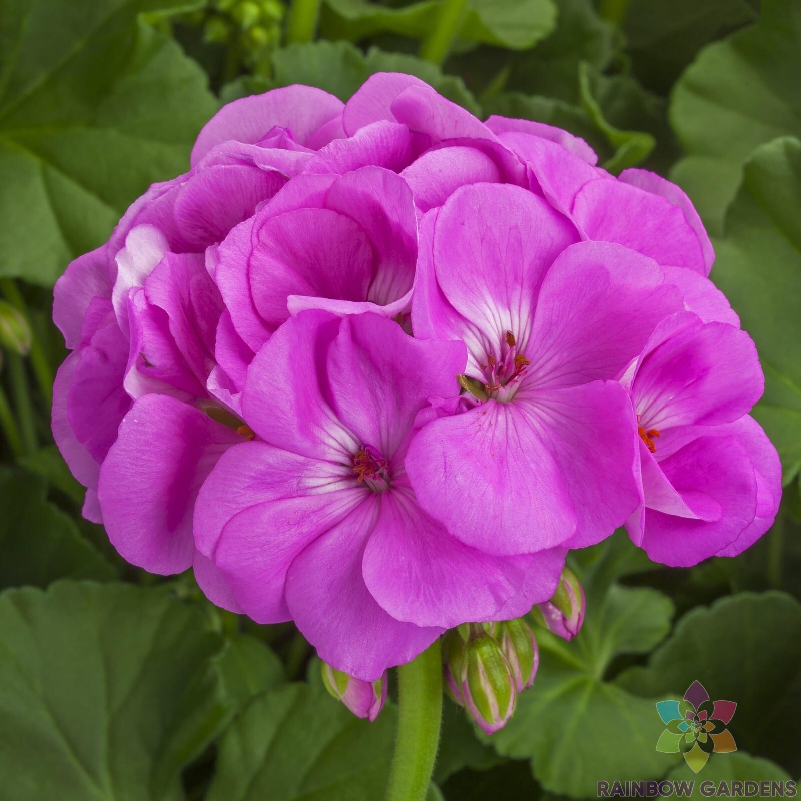 25+ Calliope Lavender Geranium Seeds for Garden Planting – USA – FREE SHIPPING!