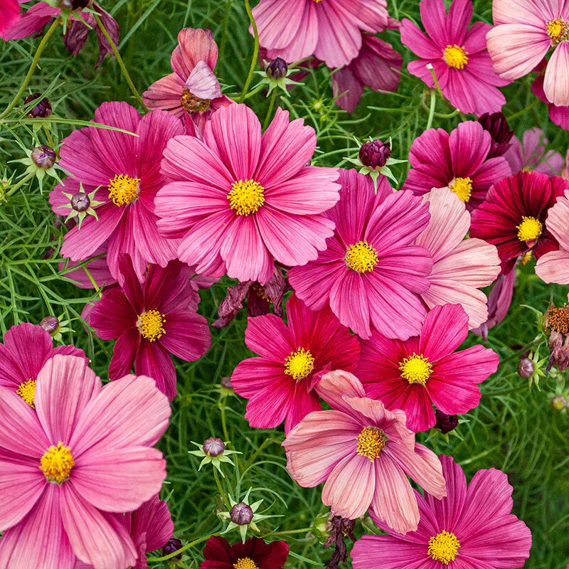 200+ Rubinato Cosmos Seeds for Garden Planting – USA – FREE SHIPPING!