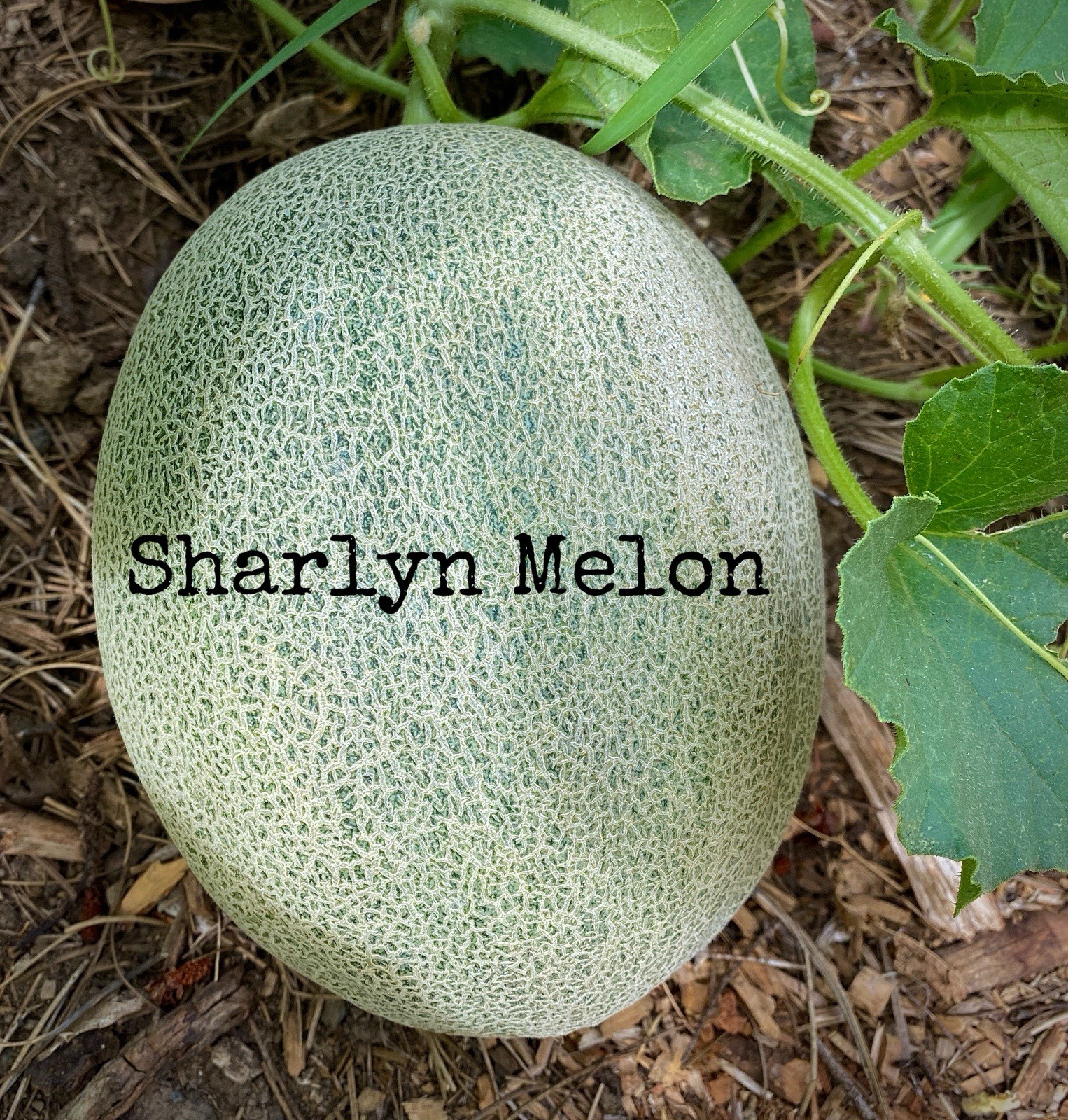Squash & Melon 400 Seed Collection Casaba Delicata Honeydew Butternut Sharlyn