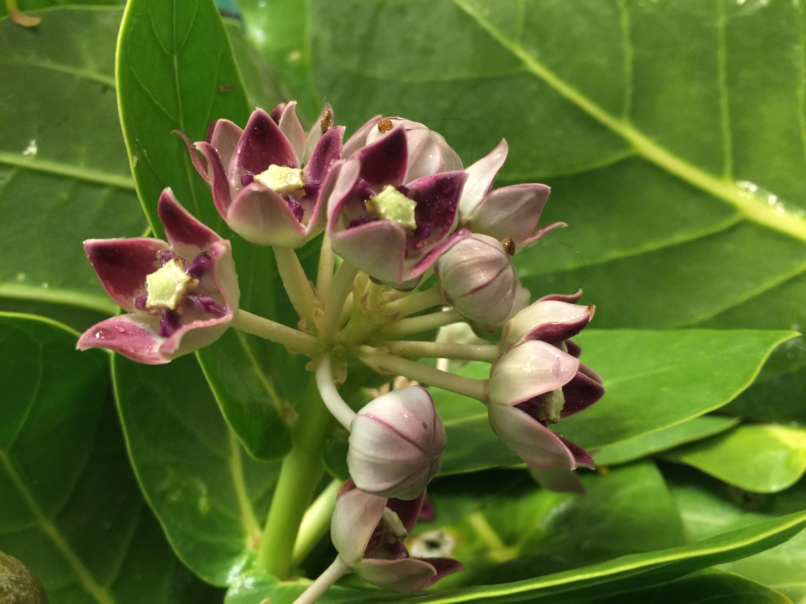 (50+) Calotropis Procera Seeds (aka Monarch Butterfly Milkweed) Free Organza Bag