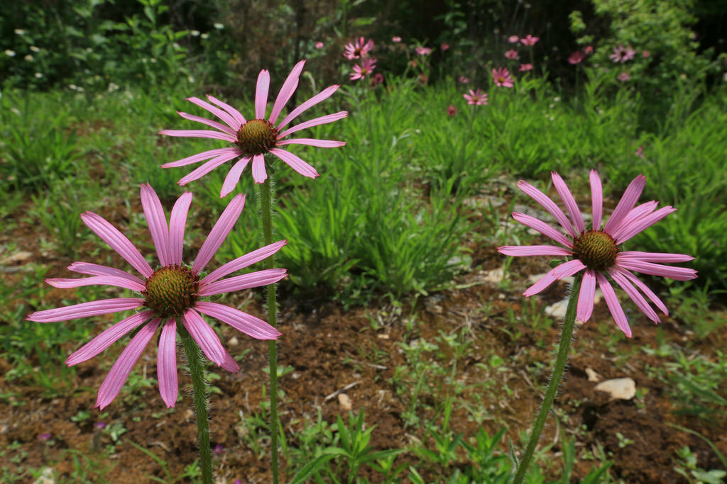 Echinacea tennesseensis | Tennessee Coneflower | 20_seeds