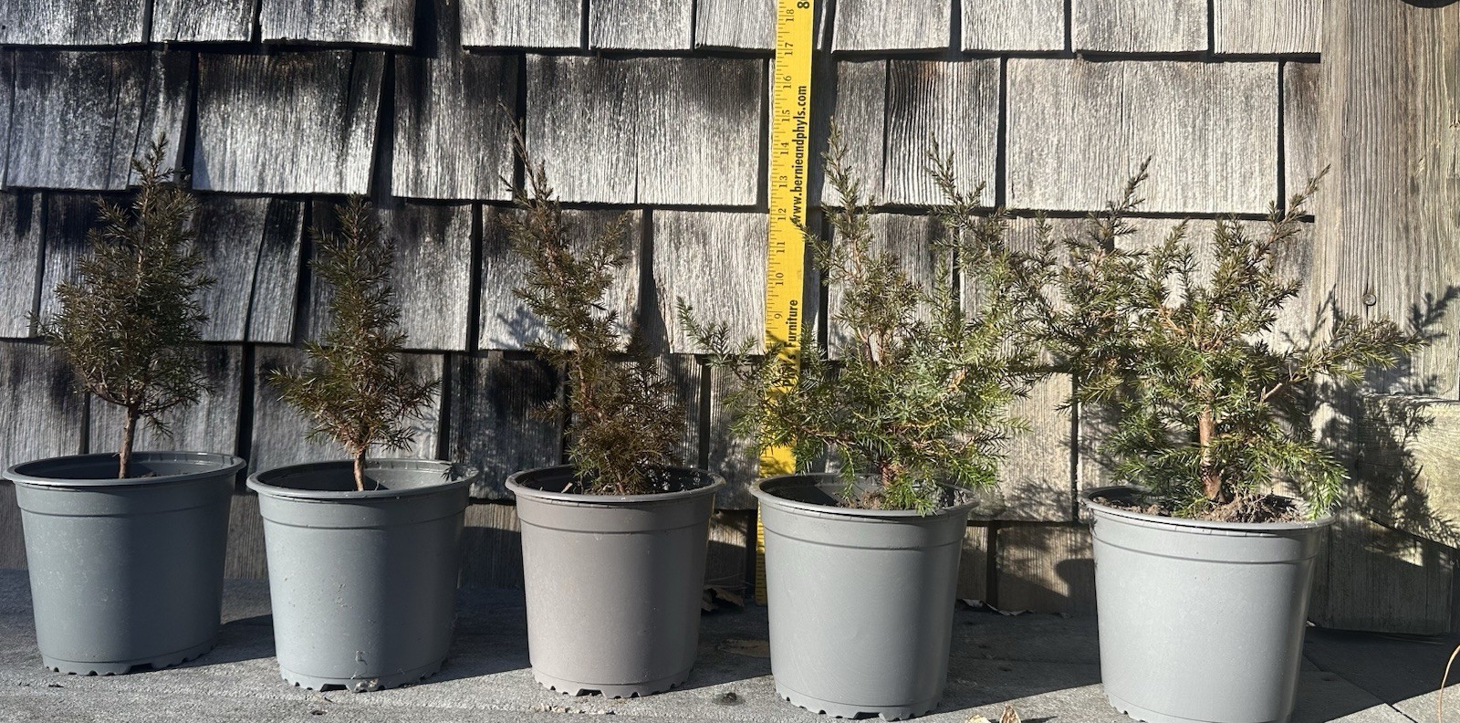 Young Eastern Redcedar Live Plant – Juniperus virginiana – Native Evergreen