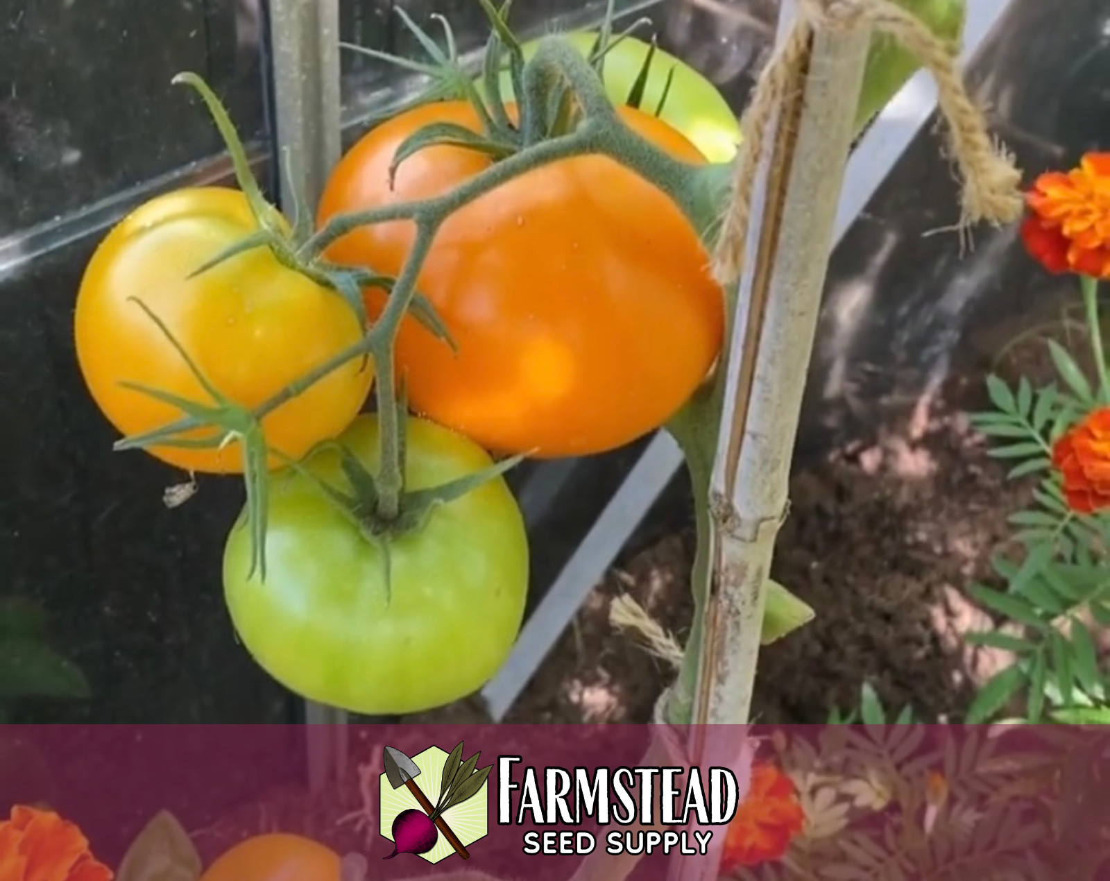 700+ Tomato Seeds [Golden Jubilee] Vegetable Gardening Seed, Heirloom, Non-GMO