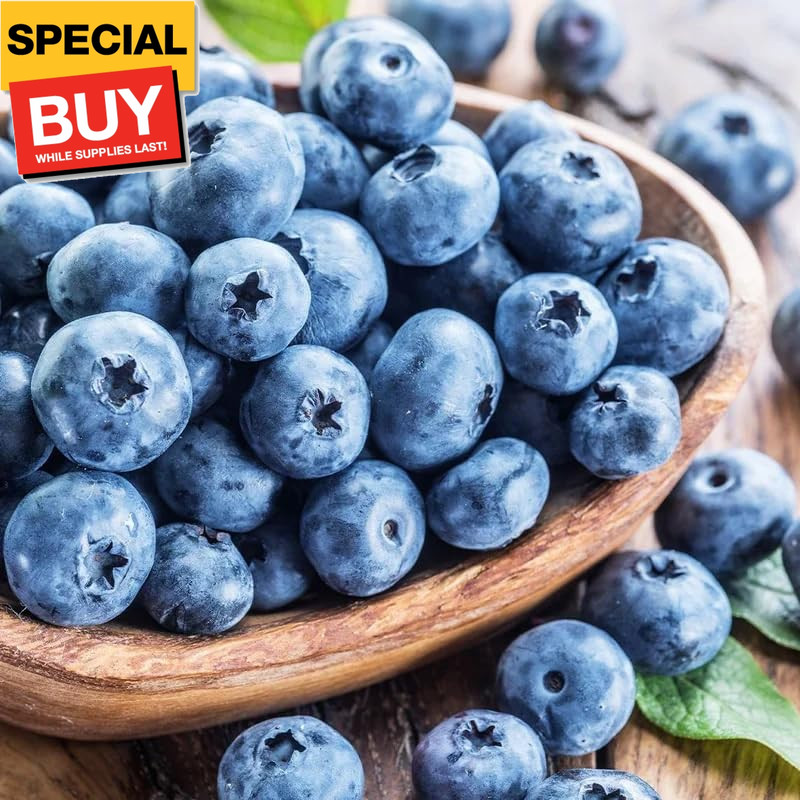 500+Blueberry Bush Seeds for Planting -Non GMO Seeds Plant in Home Gardens North
