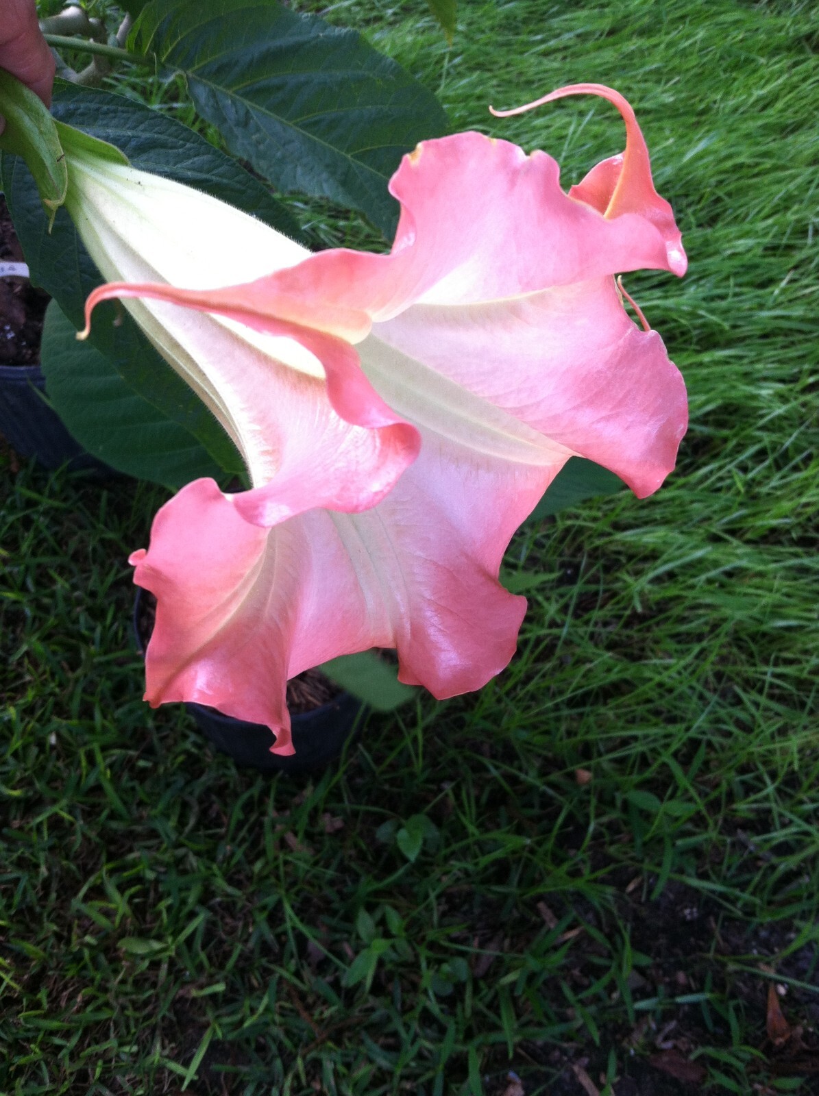 Brugmansia Isabella Angel Trumpet 10 seeds